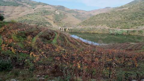 Quinta Exclusiva em Ervedosa do Douro: Margem Privilegiada no Rio Douro, Vinhas de Qualidade e Casa com Potencial de Recuperação