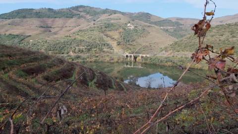 Quinta Exclusiva em Ervedosa do Douro: Margem Privilegiada no Rio Douro, Vinhas de Qualidade e Casa com Potencial de Recuperação