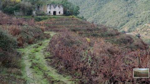 Quinta Exclusiva em Ervedosa do Douro: Margem Privilegiada no Rio Douro, Vinhas de Qualidade e Casa com Potencial de Recuperação
