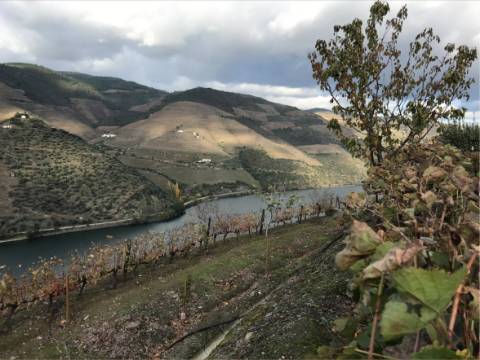 Exclusividade no Douro Vinhateiro: Quinta Magnífica com Vinhas Prestigiosas e Vistas Deslumbrantes