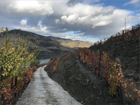 Exclusividade no Douro Vinhateiro: Quinta Magnífica com Vinhas Prestigiosas e Vistas Deslumbrantes