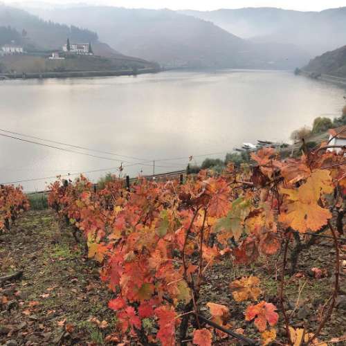 Quinta Exclusiva no Douro Vinhateiro: Vinhas de Prestígio, Edifícios Imponentes e Potencial para Turismo Vinícola