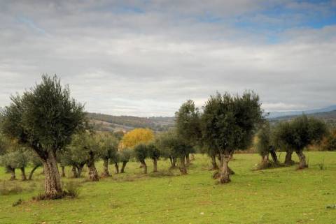 Quinta Cova da Beira
