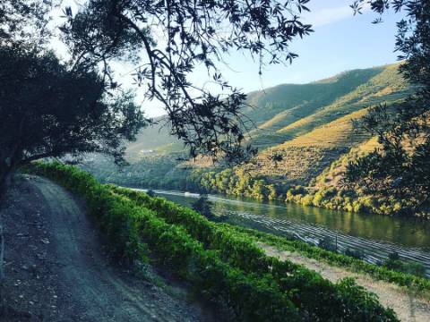 Terreno com vista para o rio Douro