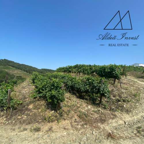 Quinta Douro Vinhateiro