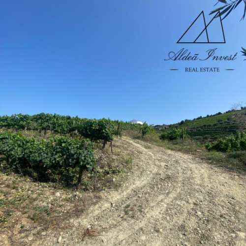 Quinta Douro Vinhateiro