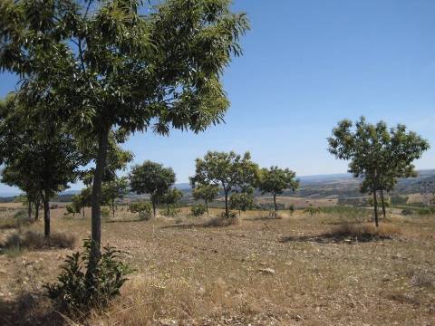 Quinta Rio - Bragança