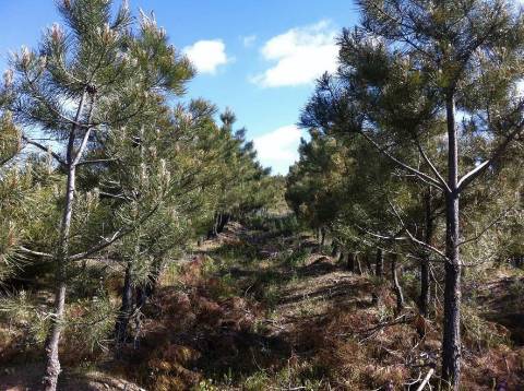 Quinta Rio - Bragança