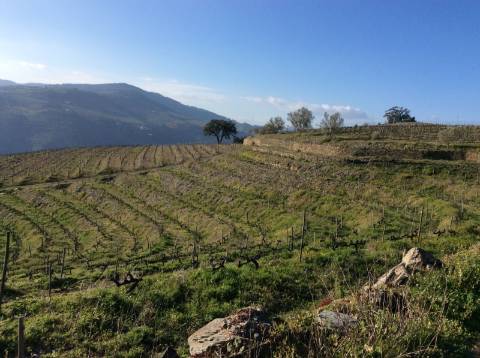 Quinta/Vinha Douro