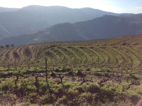 Quinta/Vinha Douro