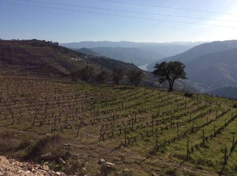 Quinta/Vinha Douro