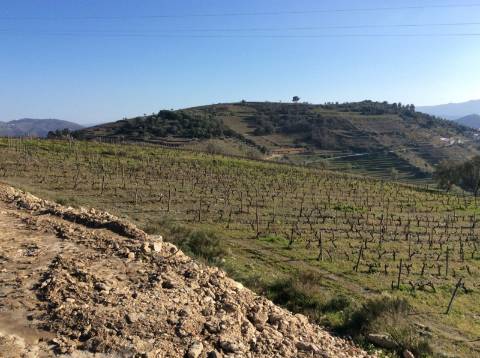 Quinta/Vinha Douro