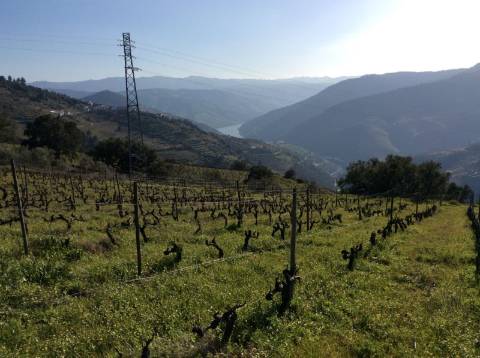 Quinta/Vinha Douro