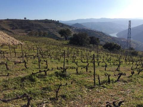 Quinta/Vinha Douro