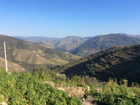 Quinta/Vinha Douro