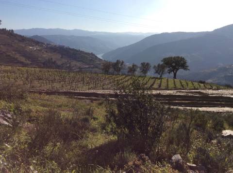 Quinta/Vinha Douro