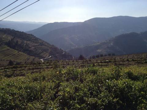 Quinta/Vinha Douro