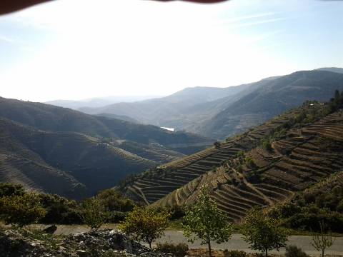 Quinta/Vinha Douro