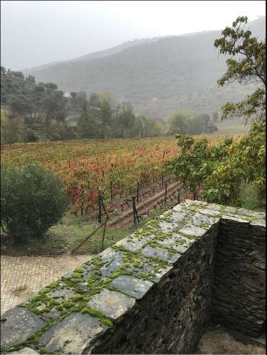 Propriedade Excepcional no Douro Vinhateiro: Vinha de Excelência e Infraestrutura Completa