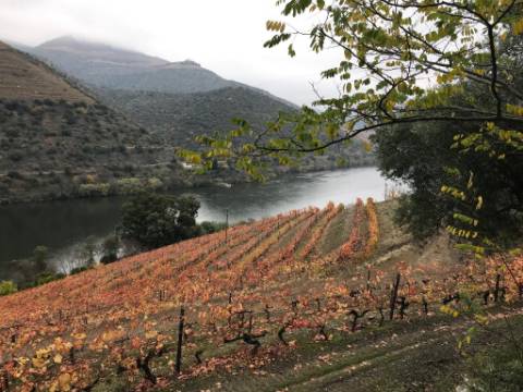 Ruínas com Vista Deslumbrante sobre o Rio Douro: Oportunidade Única para Segunda Habitação ou Alojamento Local
