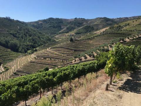 Quinta Sta Marta de Penaguião