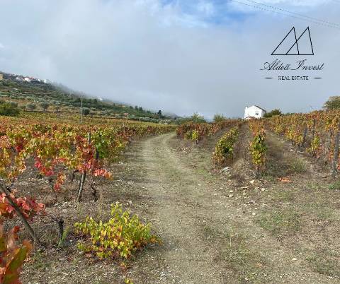 Quinta Tabuaço 7,7ha