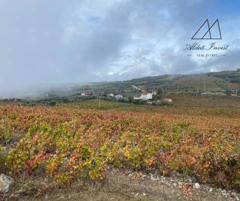 Quinta Tabuaço 7,7ha