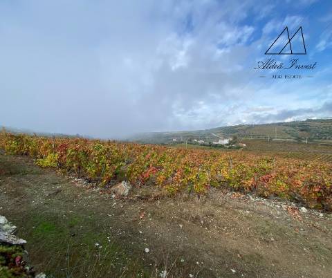 Quinta Tabuaço 7,7ha