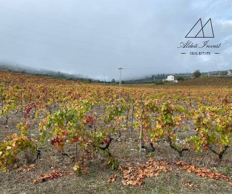 Quinta Tabuaço 7,7ha