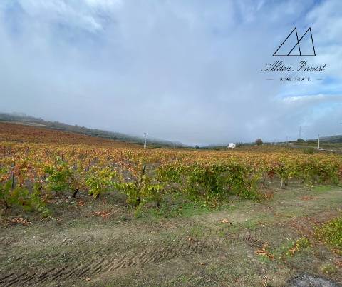 Quinta Tabuaço 7,7ha