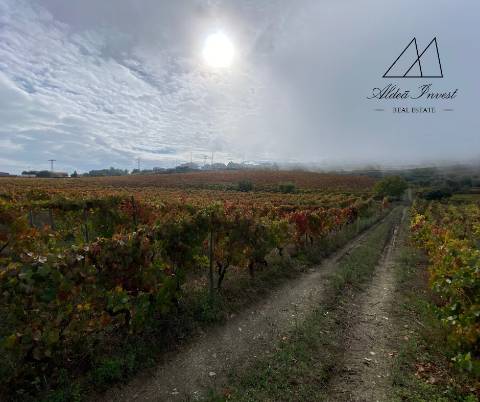 Quinta Tabuaço 7,7ha