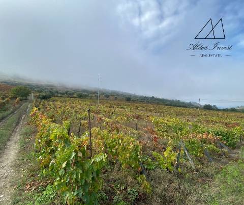 Quinta Tabuaço 7,7ha