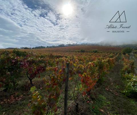 Quinta Tabuaço 7,7ha