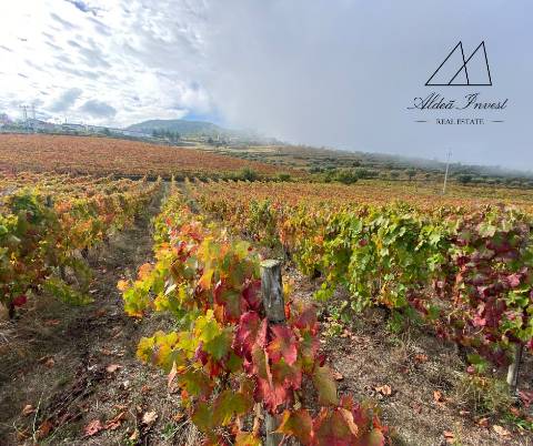 Quinta Tabuaço 7,7ha