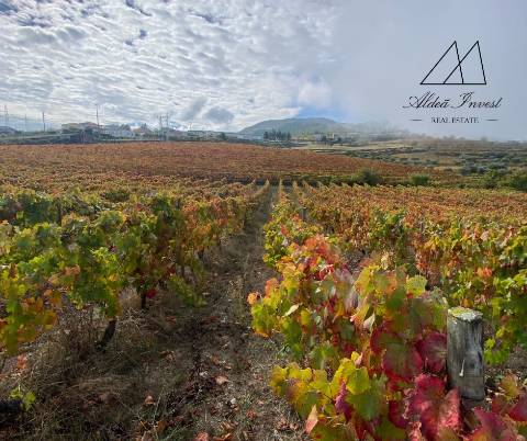 Quinta Tabuaço 7,7ha