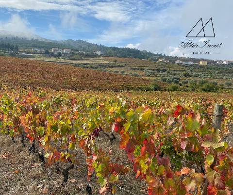 Quinta Tabuaço 7,7ha