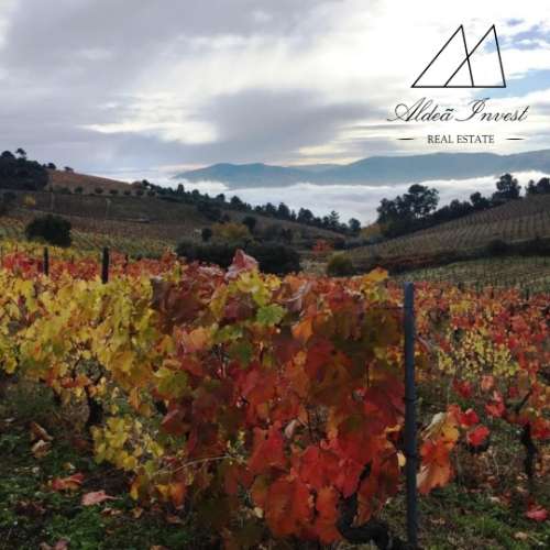 Quinta Douto Vinhateiro 6ha