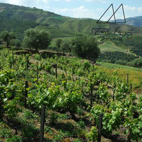 Quintinha Douro Vnhateiro