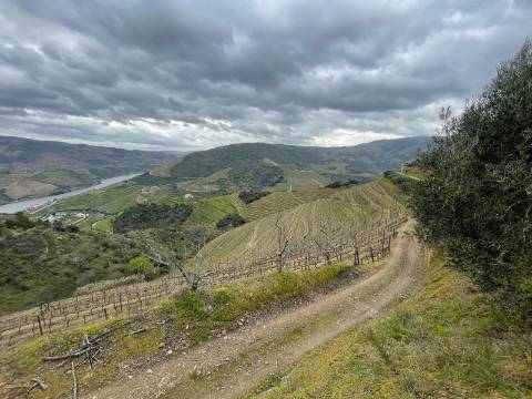 Quinta 10ha Douro Vinhateiro