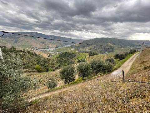 Quinta 10ha Douro Vinhateiro