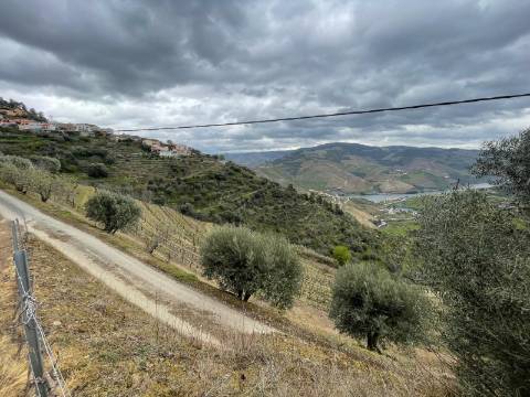 Quinta 10ha Douro Vinhateiro