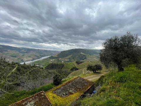 Quinta 10ha Douro Vinhateiro