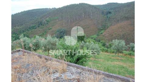 Moradia em ruínas para recuperar, com olival de...