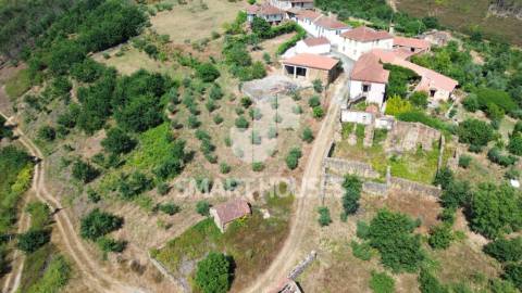 Moradia em ruínas para recuperar, com olival de...