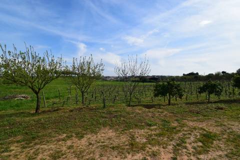 Conjunto de 2 terrenos rústicos com área total de 55.760 m2, a 10 minutos de Torres Novas.