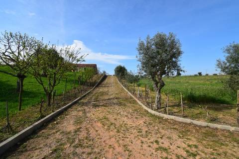 Conjunto de 2 terrenos rústicos com área total de 55.760 m2, a 10 minutos de Torres Novas.