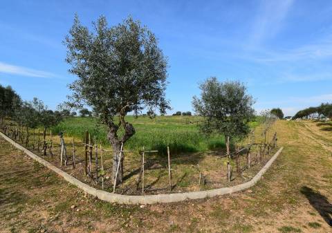 Conjunto de 2 terrenos rústicos com área total de 55.760 m2, a 10 minutos de Torres Novas.