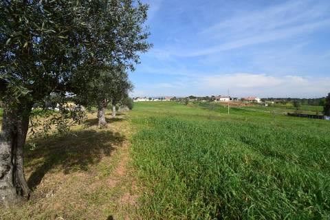 Conjunto de 2 terrenos rústicos com área total de 55.760 m2, a 10 minutos de Torres Novas.