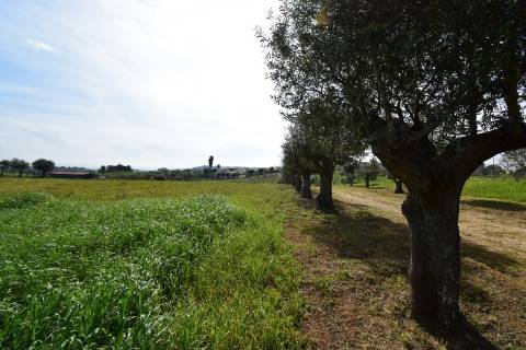 Conjunto de 2 terrenos rústicos com área total de 55.760 m2, a 10 minutos de Torres Novas.