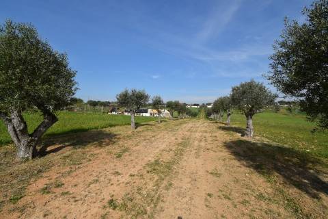 Conjunto de 2 terrenos rústicos com área total de 55.760 m2, a 10 minutos de Torres Novas.